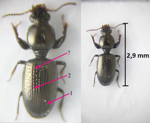 Dyschirius minutus